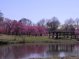古河桃まつり13