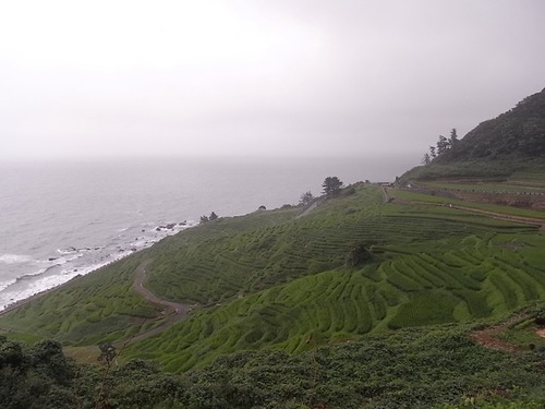 白米千枚田