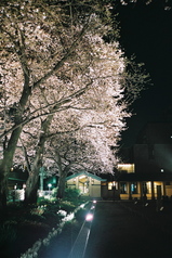 自由学園の夜桜1