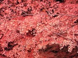 長瀞紅葉ライトアップ12