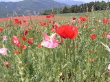 雑草が多い1
