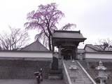 法華寺の桜1
