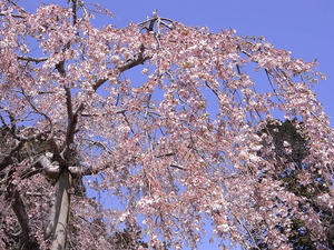 太平山 太山寺 枝垂桜アップ1