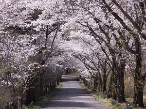 太平山遊覧道路 桜のトンネル8