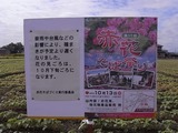 赤花そば祭りポスターアップ