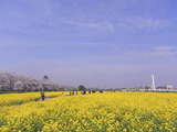 満開の菜の花畑全景