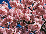 河津桜06