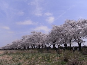 北上展勝地 一列に並んだ満開の桜並木
