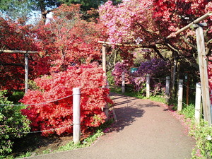 ���ϸ�Ω�ĤĤ��������� �ȥ�ͥ���˺餭�ؤ������ΤĤĤ�