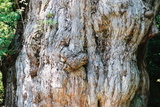 世界自然遺産屋久島の象徴縄文杉011