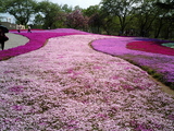 館林フラワーガーデン芝桜13