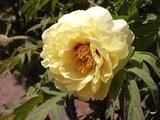 ぼたんの花1
