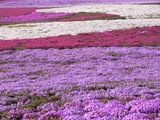 色とりどりの芝桜4