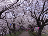 権現堂桜堤の堤の上2