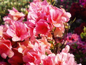 ���ϸ�Ω�ĤĤ��������� �ܰ��ղ֤�餫�������ȿ��������ΤĤĤ�