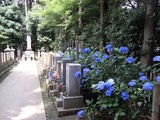 あじさい寺04