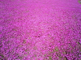 館林フラワーガーデン芝桜15