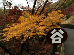 まだ黄色いもみじ谷のもみじ1