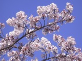 大法師公園の桜3