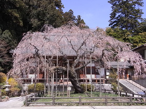 太平山 太山寺 枝垂桜全景
