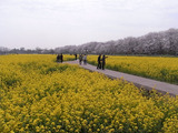 菜の花畑の遊歩道1