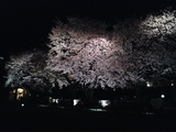 自由学園明日館の夜桜09
