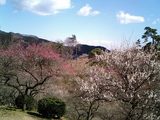 青梅吉野梅郷梅の公園4