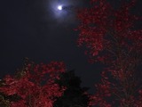 紅葉と月光2