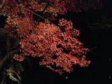 長瀞紅葉7