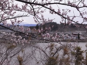 本荘公園満開の桜と池