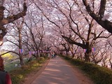 幸手権現堂堤の桜14