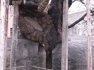 石割桜の幹部分