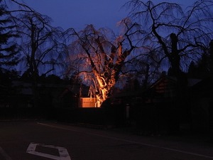 人通りも少ない日の暮れた角館武家屋敷通りと咲いていないしだれ桜をライトアップ
