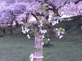幸手権現堂堤の桜17