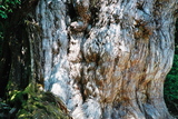 世界自然遺産屋久島の象徴縄文杉002