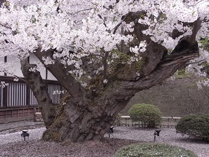 弘前城日本最古のソメイヨシノの幹アップ