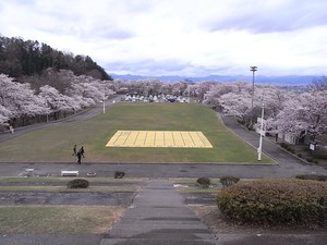 天童公園(舞鶴山)満開の桜と巨大将棋盤