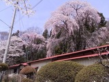 浪岡邸の枝垂桜3
