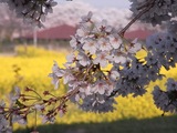 幸手権現堂堤の桜05