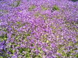 館林フラワーガーデン芝桜9