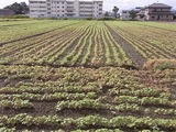花が咲いていないそば畑