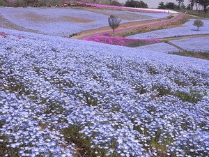 太田市北部運動公園 おおた芝桜まつり ネモフィラの花畑1