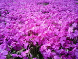 羊山公園の芝桜10
