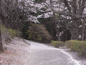 つがの里の舞い散った桜の花びら
