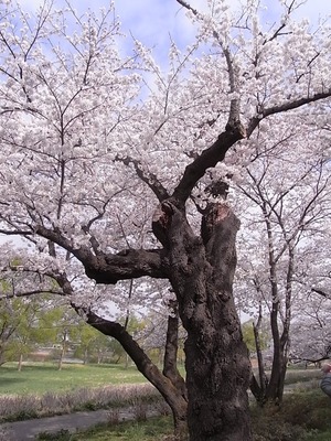 北上展勝地 満開の花を咲かせた古木の桜の木