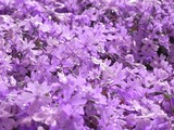 夜露を纏った芝桜1
