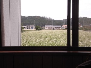 佐野ラーメン岳乃屋の裏のそば畑