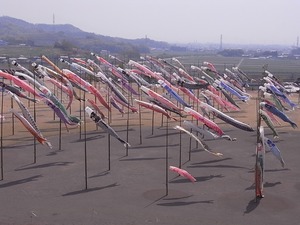 太田北部運動公園おおた芝桜まつり 鯉のぼりアップ