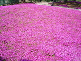 館林フラワーガーデン芝桜2