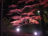 ライトアップされた紅葉3